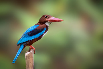 Obraz premium Image of White-throated Kingfisher(Halcyon smyrnesis) on branch on nature background. Bird. Animals.