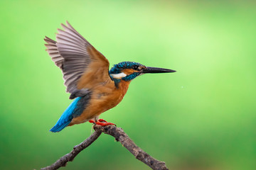 Image of common kingfisher (Alcedo atthis) perched on a branch on nature background. Bird. Animals.