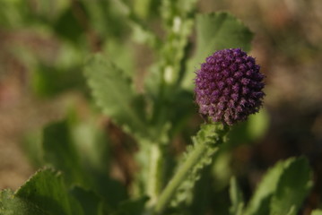 purple flower in the forest