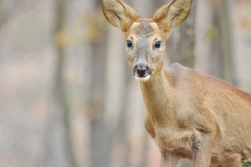 Portrait de petits chevreuils au milieu d'une foret en Europe durant l'été.