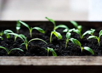 tomato seedlings on the windowsill