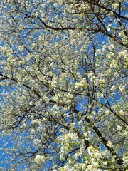 White blooming tree in front of blue sky in spring