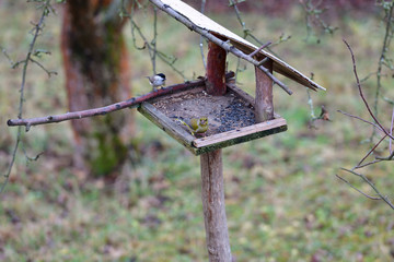 European greenfinch with marsh tit eating sunflower seeds on fodder rack in winter