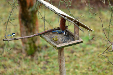 Blue tit and european greenfinch eating sunflower  seeds on fodder rack in winter together with great tit and marsh tit