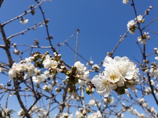 Flowering of apricot tree, blooming apricot, white flowers of apricot tree, prunus armeniaca blossom