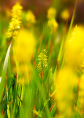 Yellow flowers blooming in the plateau