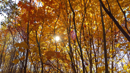 Young autumn trees with beautiful orange/golden leaves during a bright day in a peaceful Canadian forest.