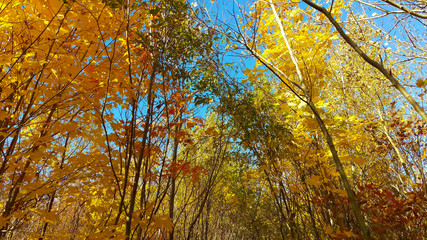 A lot of colorful treetops in front of a beautiful blue sky during a sunny day of autumn in the Province of Quebec, Canada.