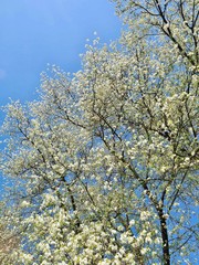 White blooming tree in front of blue sky in spring