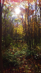 Young and colorful forest with a peaceful path during a beautiful day of autumn in Quebec, Canada.