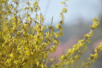 yellow leaves in spring