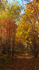 Fototapeta na wymiar Warm and peaceful path in a Canadian forest full of yellow and orange trees.