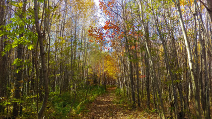 Peaceful path in a young colorful forest during a beautiful sunny day in the Province of Quebec, Canada.