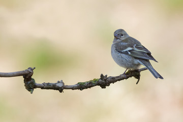 le pinson des arbres