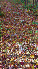 Path of colorful dead leaves from the middle of a peaceful Canadian forest during autumn.