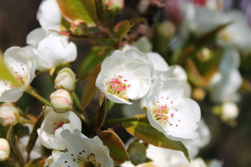white flowers on a pear branch