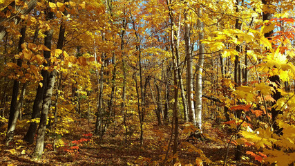 Obraz premium A lot of yellow trees in the bright sunlight during a peaceful day in a young Canadian forest.
