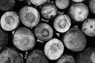 Stos drewnianych bali złożonych przy drodze - zdjęcie czarno białe