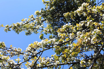 blossoming apple tree