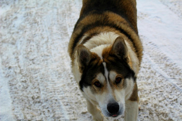 portrait of a large dog in the air in winter