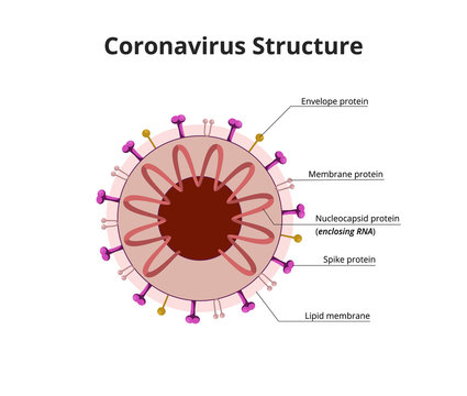 SARS-CoV-2 structure. Anatomy of the coronavirus