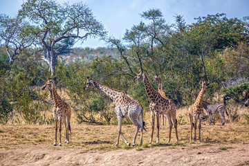 Naklejka na ściany i meble Group of Giraffes on lake side in Kruger National park, South Africa ; Specie Giraffa camelopardalis family of Giraffidae