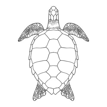 Sea turtle outline. Black and white vector illustration. Top view, Isolated turtle on white background