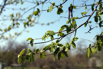 branch of a tree