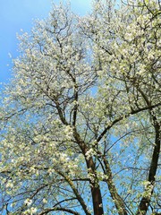 White blooming tree in front of blue sky in spring