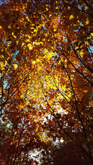 Bright leaves surrounded by dark leaves from a Canadian forest during a beautiful sunny day.