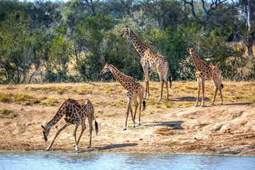 Group of Giraffes on lake side in Kruger National park, South Africa ; Specie Giraffa...