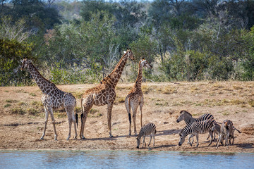 Naklejka premium Group of Plains zebras and giraffe drinking in waterhole at dawn in Kruger National park, South Africa ; Specie Equus quagga burchellii family of Equidae