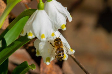 bee on a flower