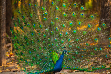 Obraz premium Peacock's rattan show tail and colorful feathers in a tranquil grove