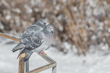 Fototapeta premium Pair of Gray pigeons with bright eyes and rainbow necks is on the metal fence in the park in winter