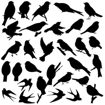 silhouettes of birds in black color, vector illustration, isolate on a white background
