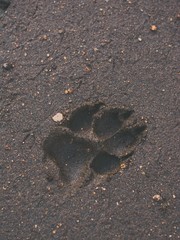 turtle on the road