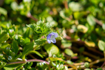 The first spring flowers