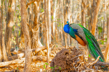 Peacock's rattan show tail and colorful feathers in a tranquil grove