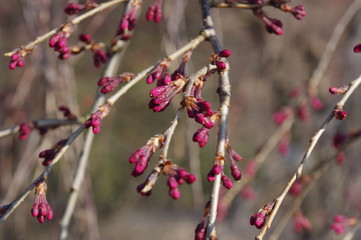 しだれ桜のつぼみ　K3BP5738