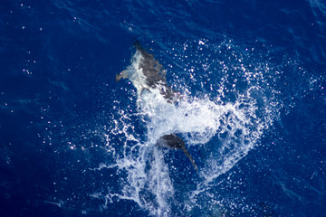 dolphins jump out of the water in front of the ship