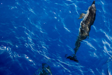 dolphins jump out of the water in front of the ship