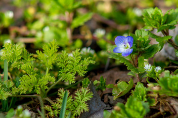 The first spring flowers