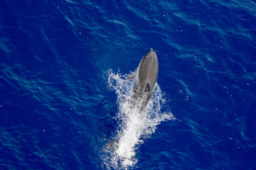 Naklejka premium dolphins jump out of the water in front of the ship