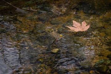 A brown maple leaf floating in a stream on autumn