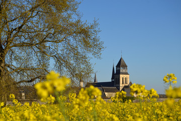 Abbaye de Fontevraud et colza