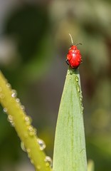 Red lily beetle (Lilioceris lilii)