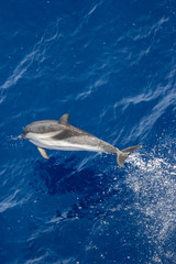 Fototapeta premium dolphins jump out of the water in front of the ship