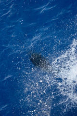 dolphins jump out of the water in front of the ship