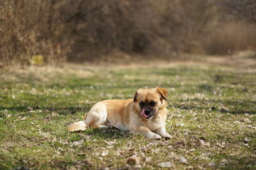 Obraz premium dog and cat